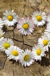 daisies g02bbdf1d0 1920