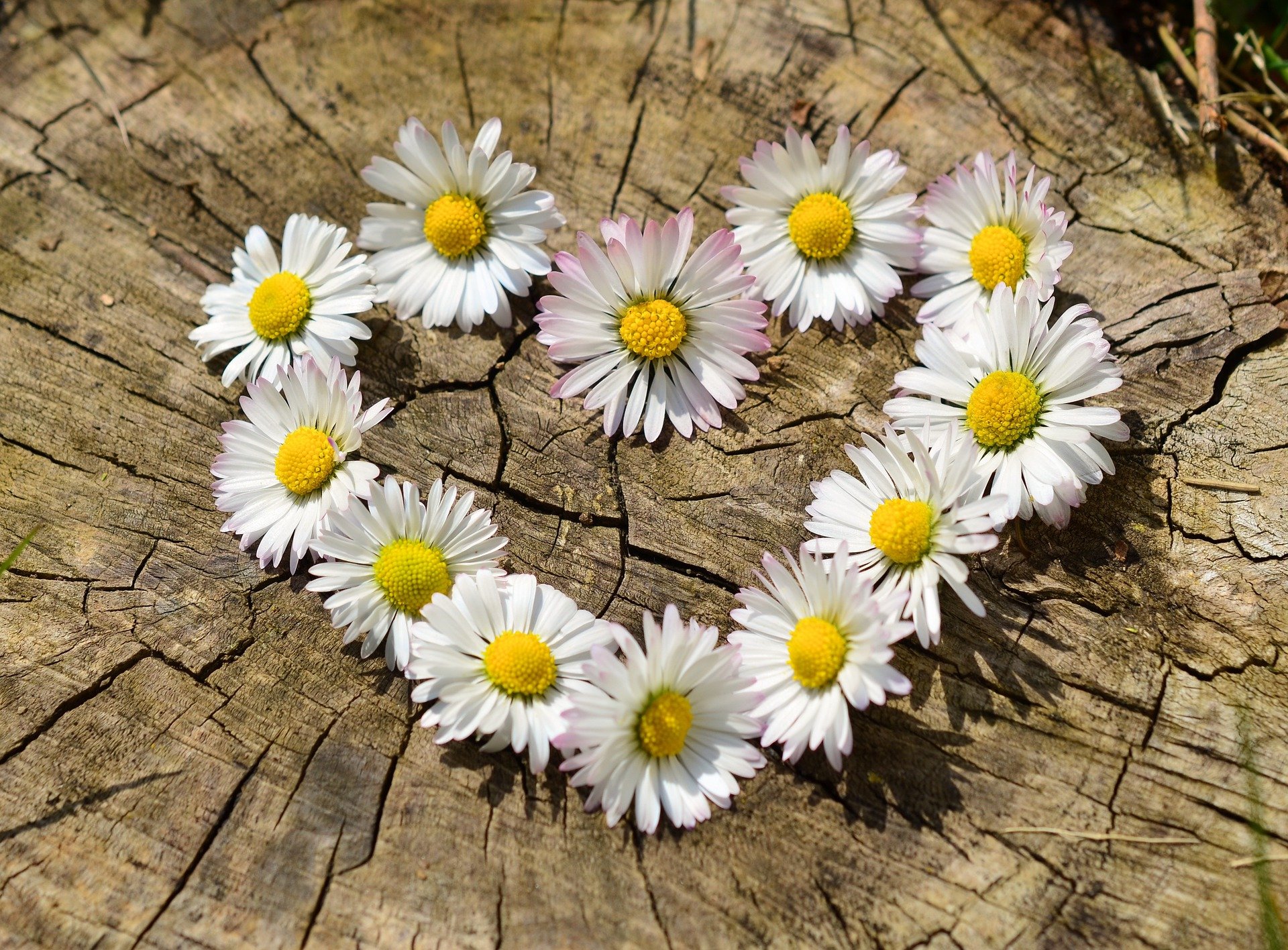 Četiri znaka kojima će u oktobru život biti lepši od bajke 8 daisies g02bbdf1d0 1920