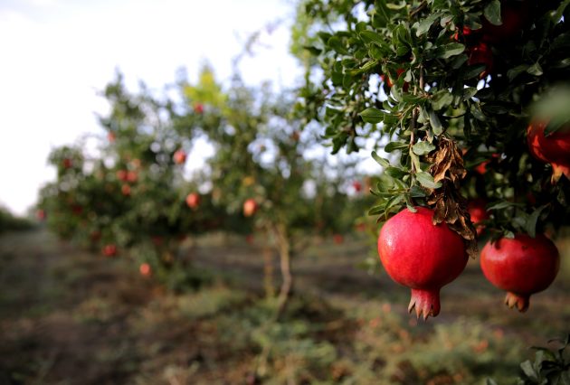 fresh pomegranate tree 1