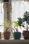 Po feng šuiju ove biljke u kuću donose zdravlje, ljubav i novac 3 flowers gee21244d7 1280