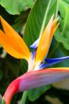 oiseau de paradis gc2f53e326 1280