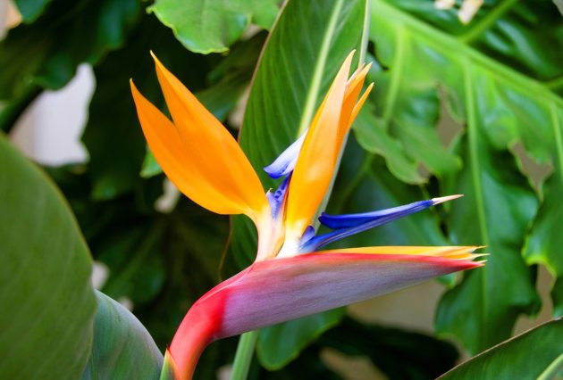 oiseau de paradis gc2f53e326 1280