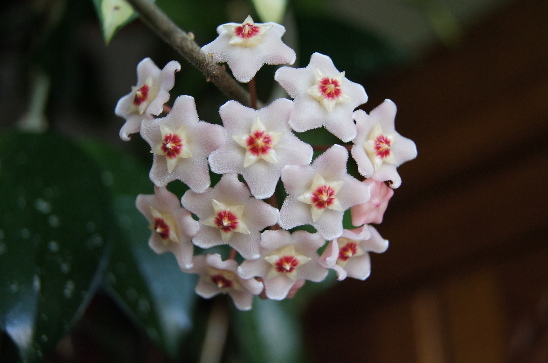 hoya g3dc001ef2 1920 1