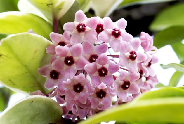 hoya ga357cdb9c 1920