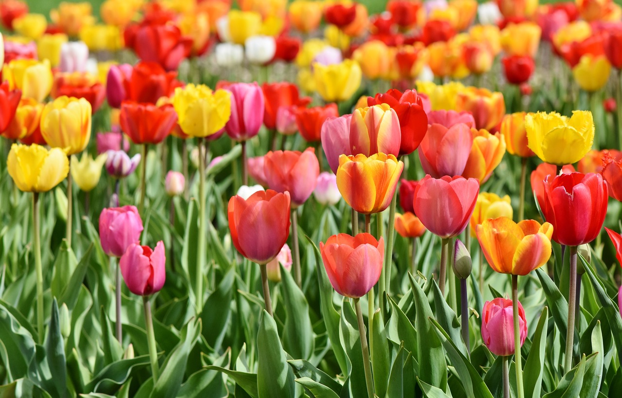Da li ste znali da uz pomoć NEKOLIKO SAVETA VAŠE LALE U VAZI će trajati znatno duže? 3 tulips g5ca453c7f 1280