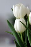 tulips g9643dc204 1280