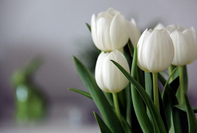 tulips g9643dc204 1280