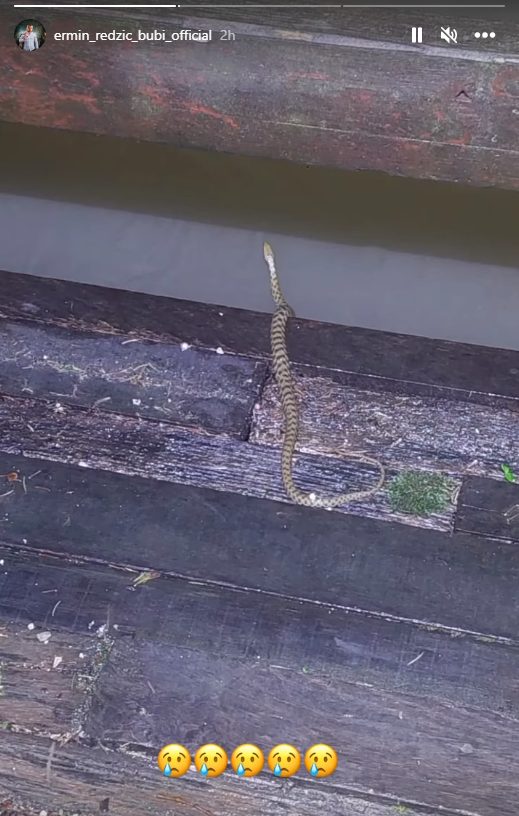 Pevač prestravljen: Ermina Redžića sačekalo neprijatno iznenađenje (FOTO) 7 BUBI ZMJA
