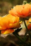 Osetljiva Mimoza ili iskreni Đurđevak? Saznajte koji ste cvet prema slovenskom horoskopu 4 flowers 19830 1920
