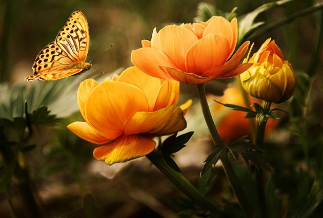 flowers 19830 1920