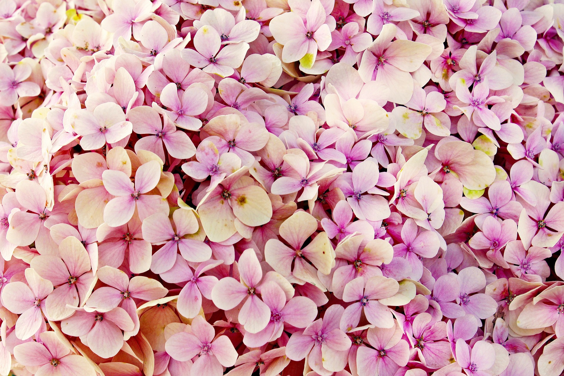 Osetljiva Mimoza ili iskreni Đurđevak? Saznajte koji ste cvet prema slovenskom horoskopu 9 hydrangea 3659614 1920