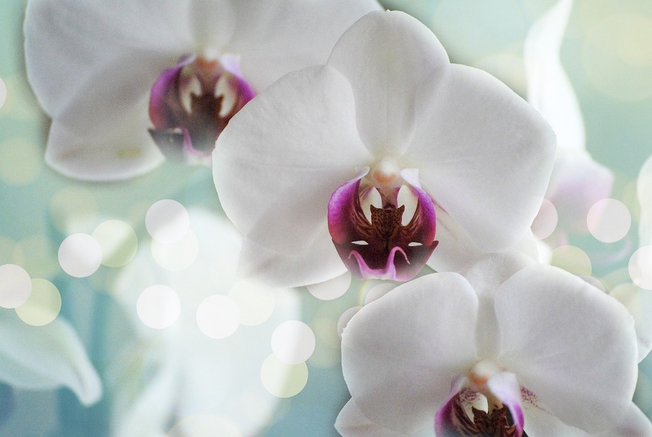 Osetljiva Mimoza ili iskreni Đurđevak? Saznajte koji ste cvet prema slovenskom horoskopu 15 orchids 1094761 1280