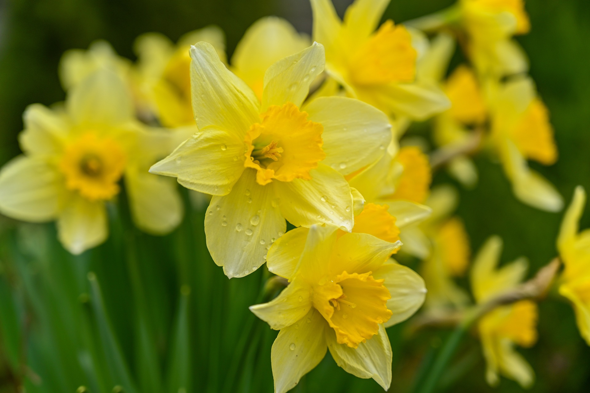 Osetljiva Mimoza ili iskreni Đurđevak? Saznajte koji ste cvet prema slovenskom horoskopu 6 wild daffodils 7106921 1920