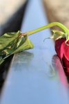sad red rose g39262a297 640