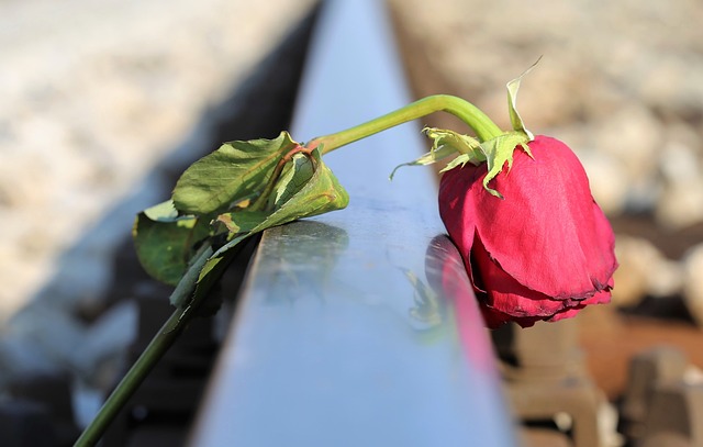 Ovo ubija ljubav! Čak 260 žena iz Srbije sve je objasnilo 6 sad red rose g39262a297 640