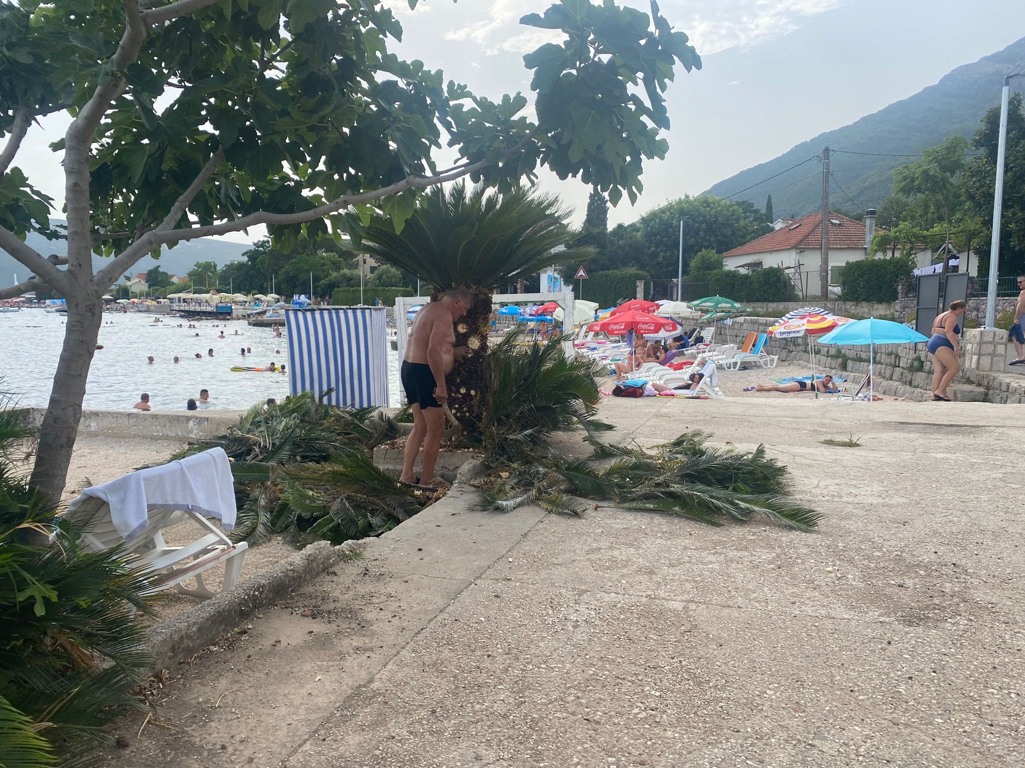 Paparaco: Miloš Bojanić u punoj formi, sam uređuje palme oko vile, savršeno rukuje ovim alatom (FOTO) 6 IMG 20230725 WA0018
