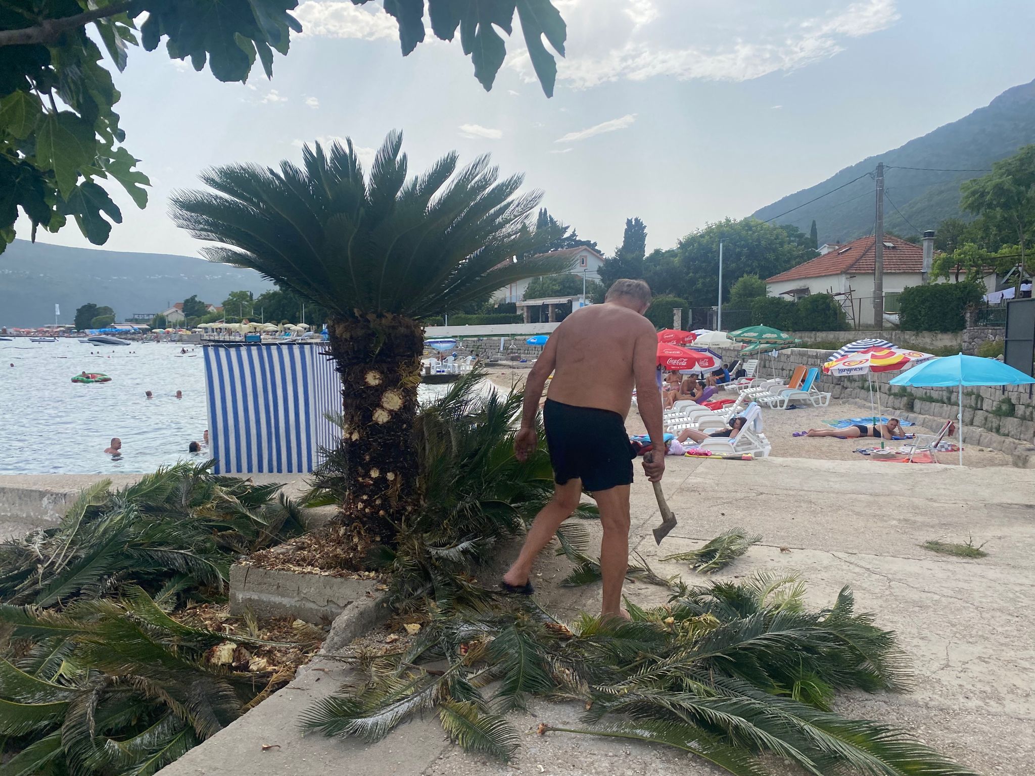Paparaco: Miloš Bojanić u punoj formi, sam uređuje palme oko vile, savršeno rukuje ovim alatom (FOTO) 7 IMG 20230725 WA0019
