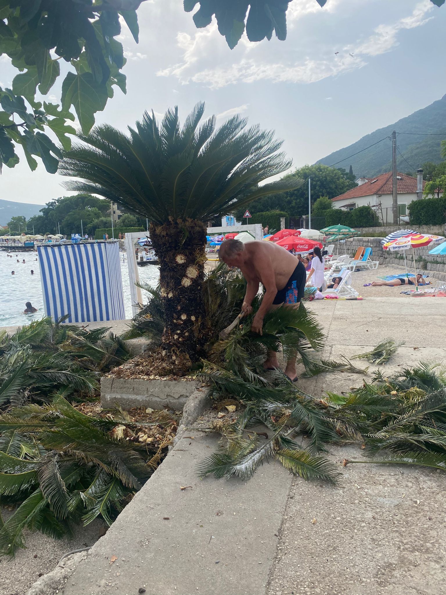 Paparaco: Miloš Bojanić u punoj formi, sam uređuje palme oko vile, savršeno rukuje ovim alatom (FOTO) 9 IMG 20230725 WA0022