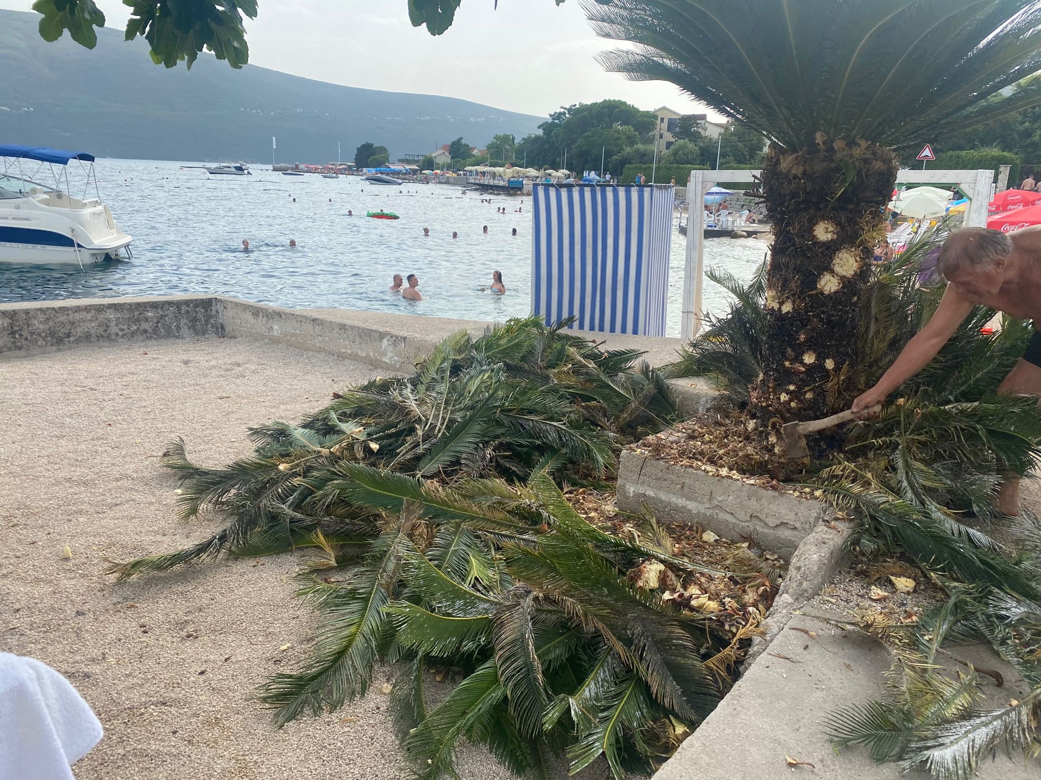 Paparaco: Miloš Bojanić u punoj formi, sam uređuje palme oko vile, savršeno rukuje ovim alatom (FOTO) 10 IMG 20230725 WA0023
