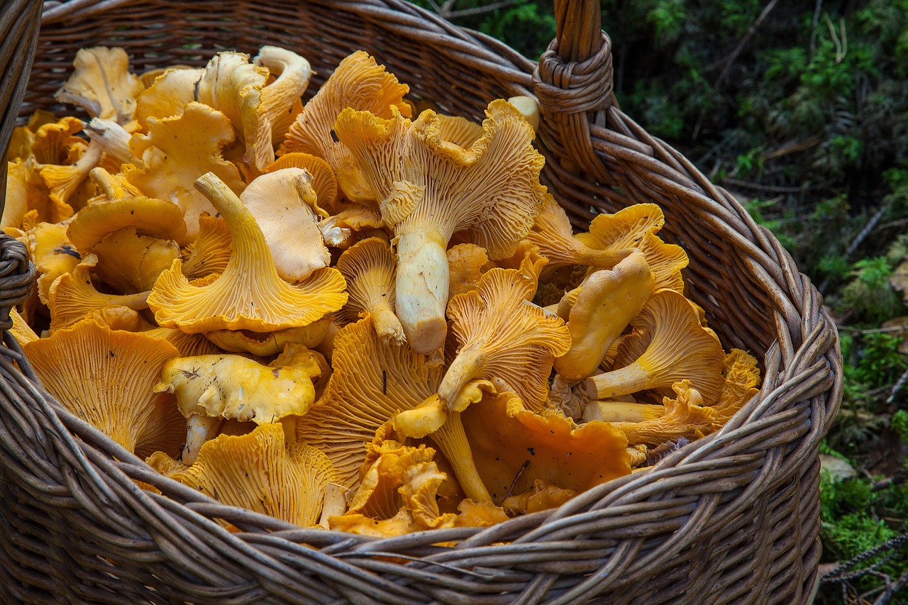 Naučnici su izdvojili ovih 7 suplemenata, dokazano produžavaju život 12 fungus g96d0feb45 1280