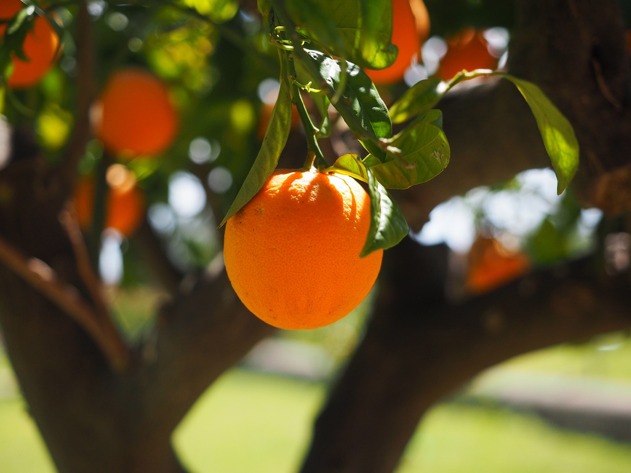 orange gd82c61664 1280