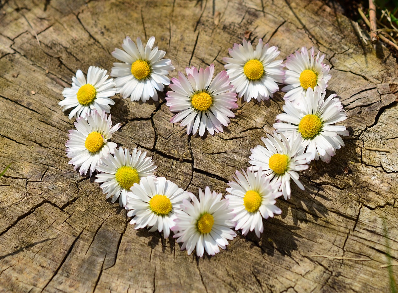 Istraživanja su pokazala: Ovo cveće je otporno na sve vremenske uslove 5 daisies 712892 1280
