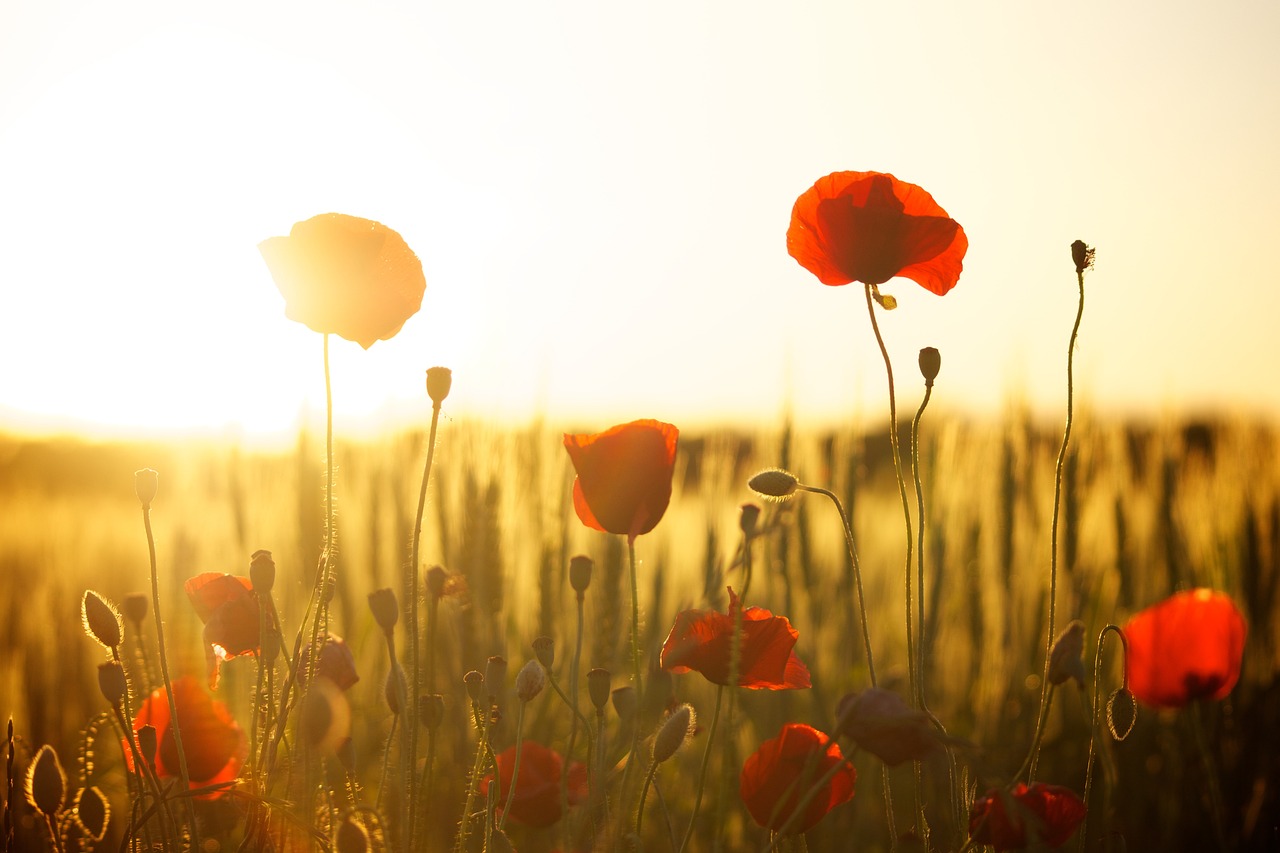 Istraživanja su pokazala: Ovo cveće je otporno na sve vremenske uslove 8 poppies 174276 1280