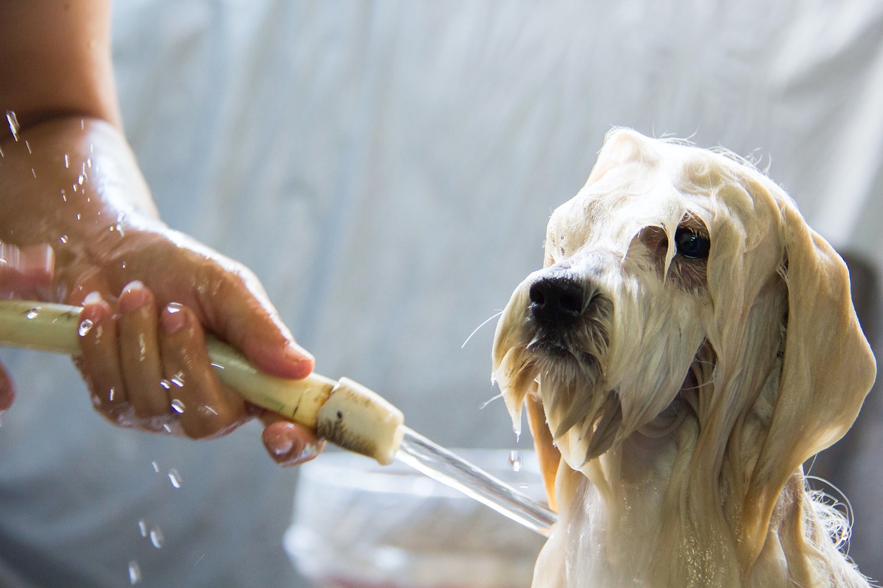 Ovo su najčešće greške koje pravite dok kupate psa 5 animal 6893374 1280