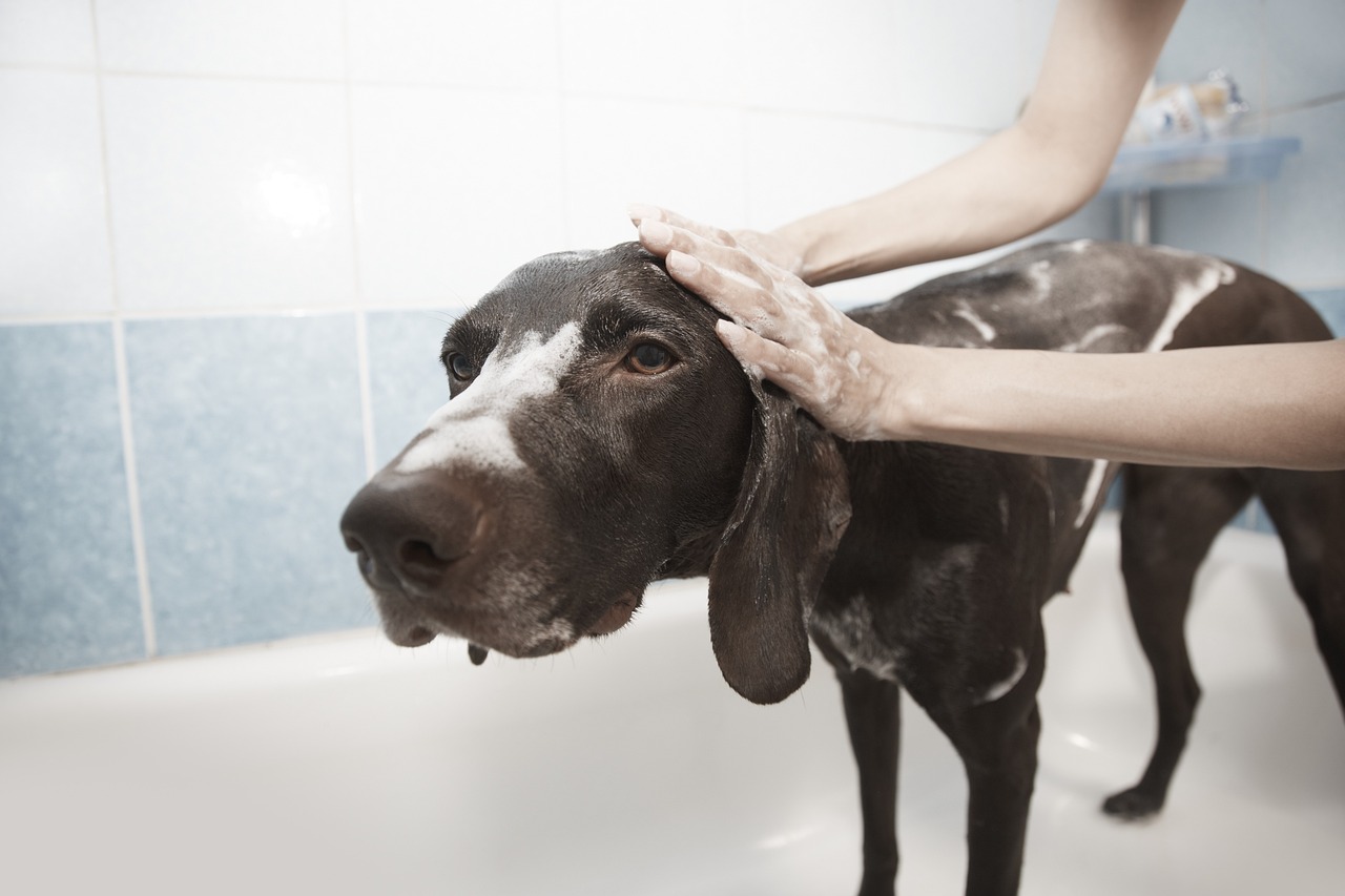 Ovo su najčešće greške koje pravite dok kupate psa 6 dog 1178365 1280