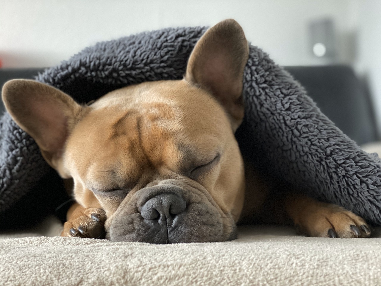 Ovo su najčešće greške koje pravite dok kupate psa 7 french bulldog 4713013 1280