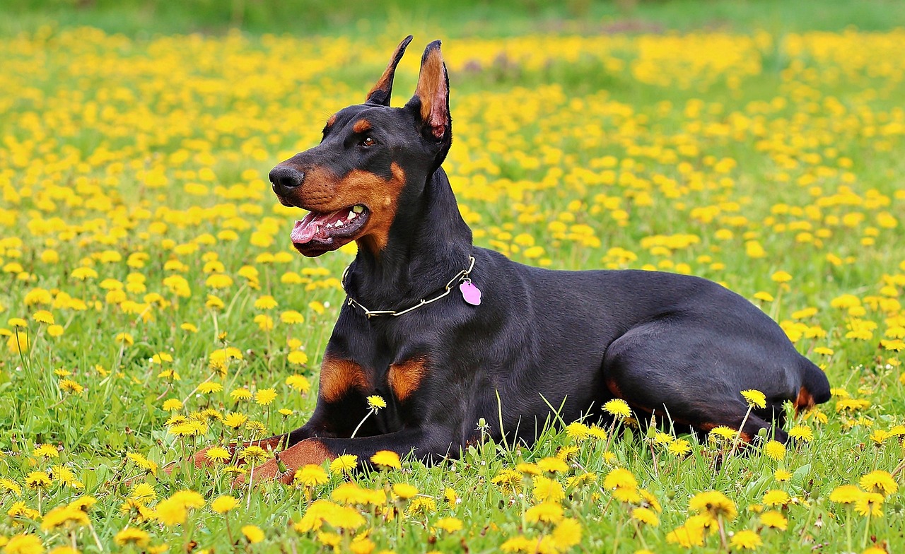 doberman 893931 1280