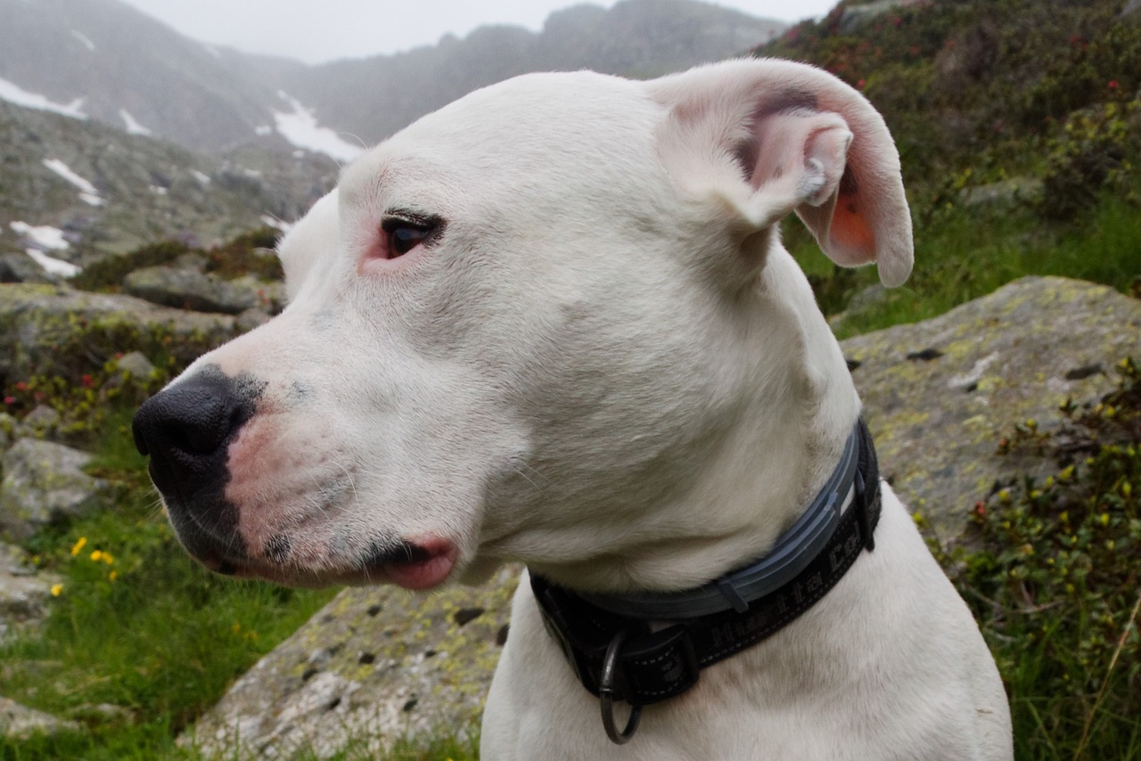 dog 1574604 1280