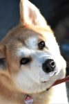 dog 4513439 1280