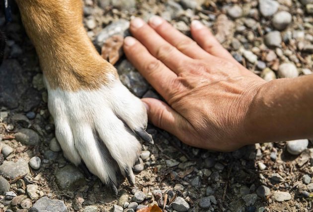 paw 7231300 1280