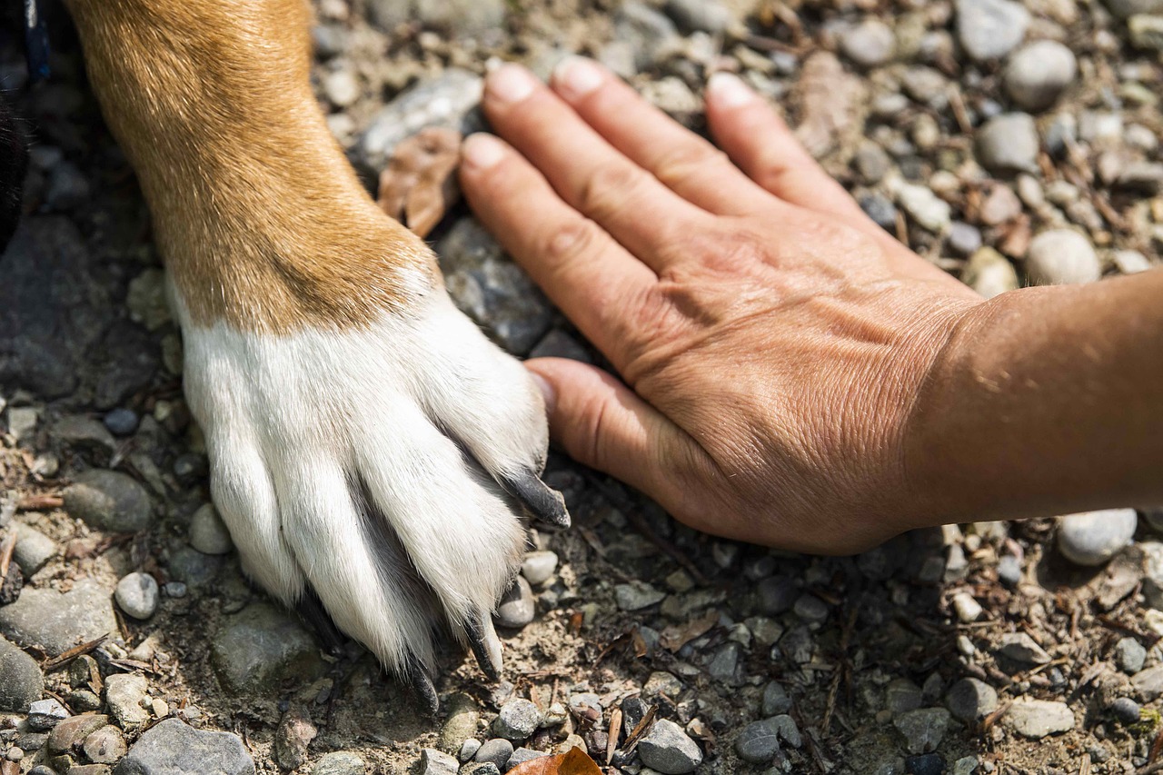 paw 7231300 1280