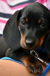 dachshund 1519374 1280