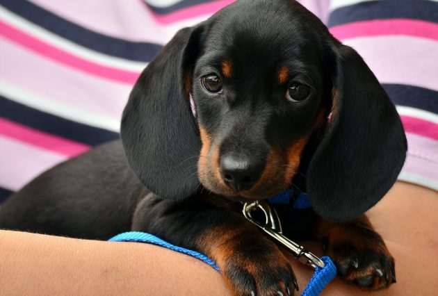 dachshund 1519374 1280
