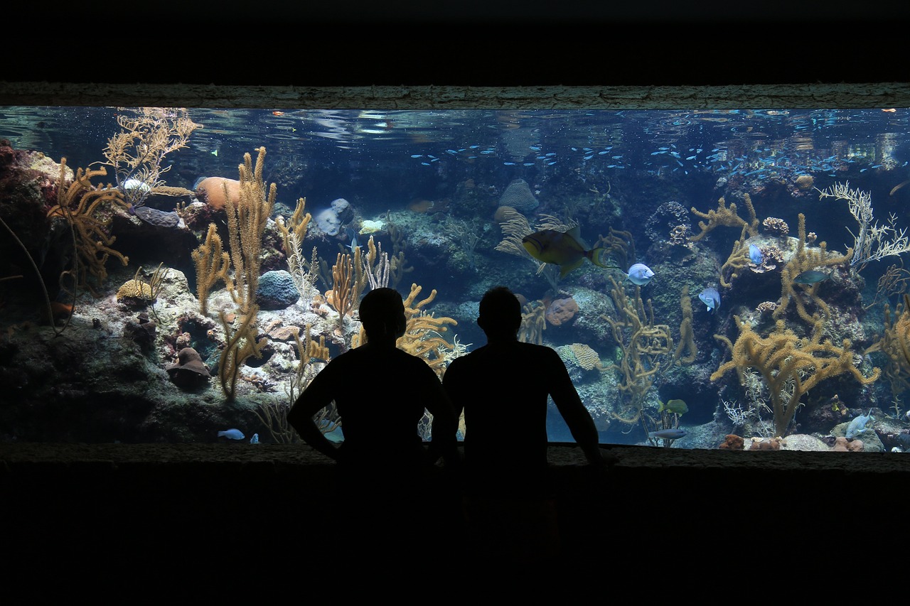 aquarium 1501360 1280