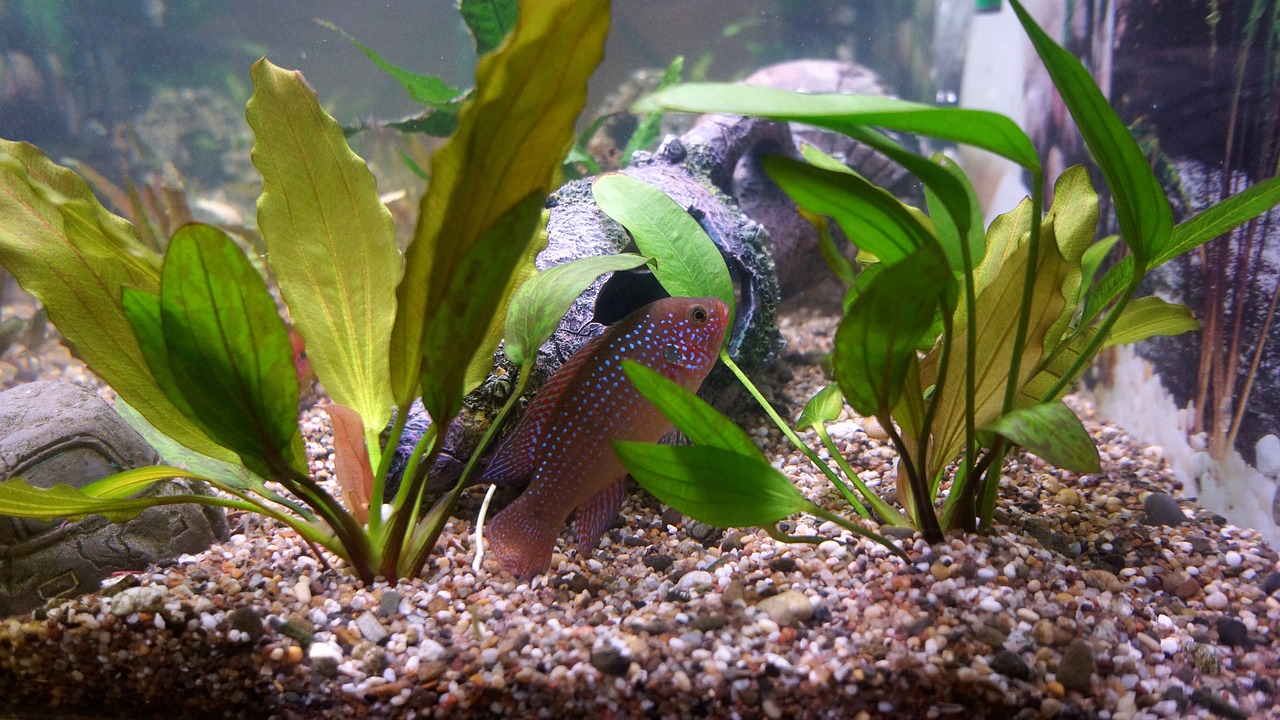 aquarium fish 242413 1280