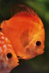 discus fish 4697344 1280