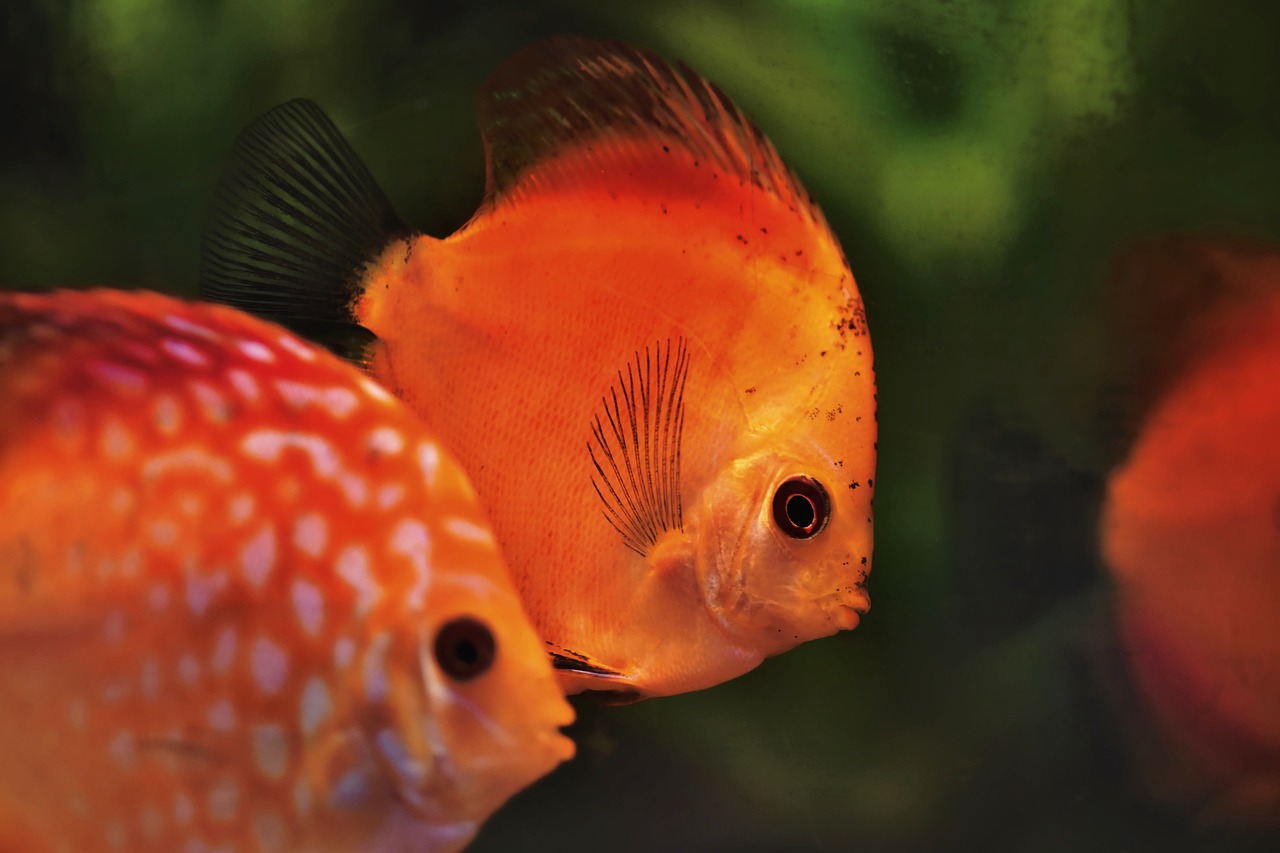 discus fish 4697344 1280