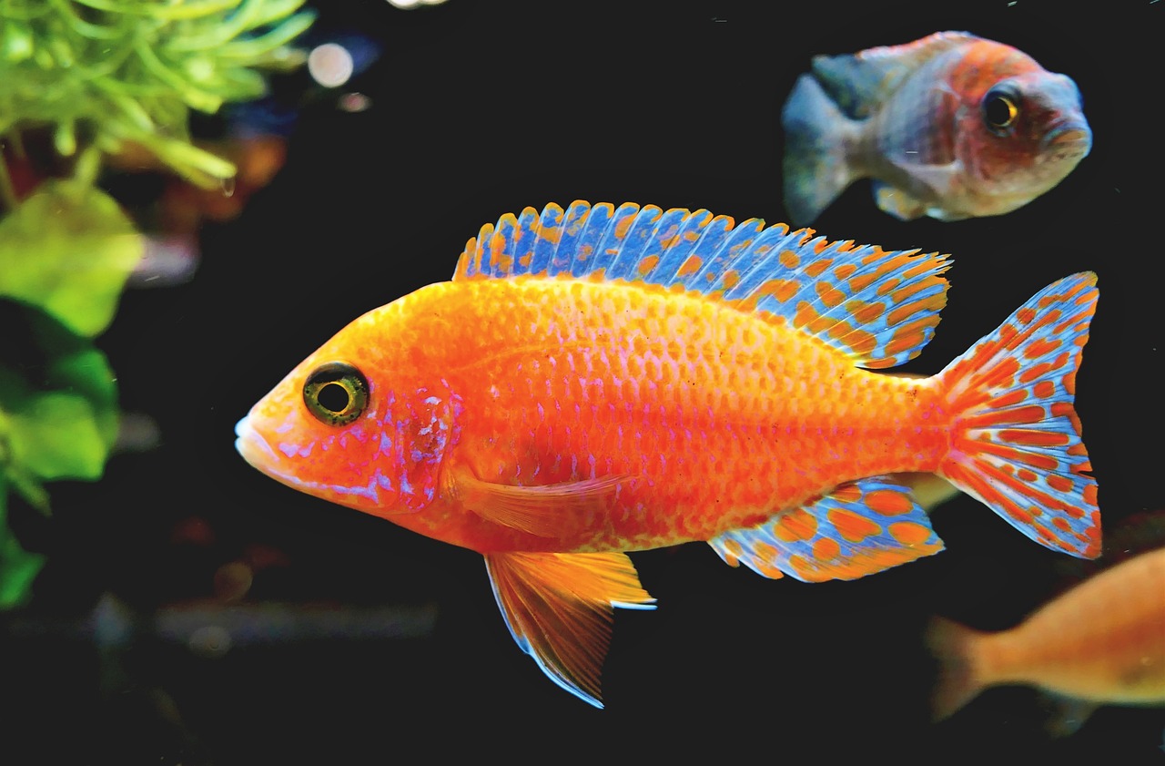 fairy wrasse 3939629 1280