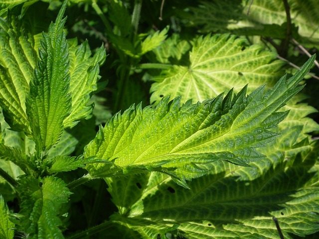 Sok od koprive: Vitaminska bomba prepuna gvožđa, koja reguliše šećer i krvni pritisak 5 image 7 12
