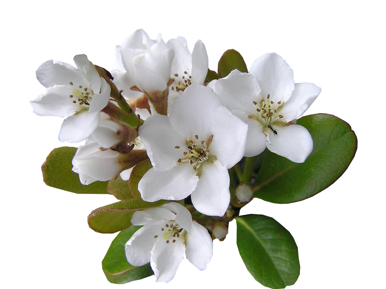 white 2486227 1280