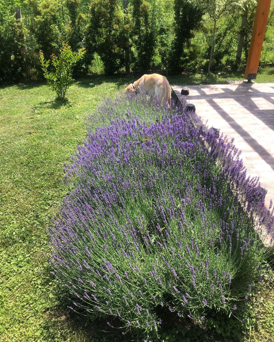 Vikendica Suzane Mančić je pravi raj na zemlji, ovakvu kuću svako želi da ima (FOTO) 8 Ako ste zbog lavande pomislili da je Hvar…. Ne ne Mostanica i to velika
