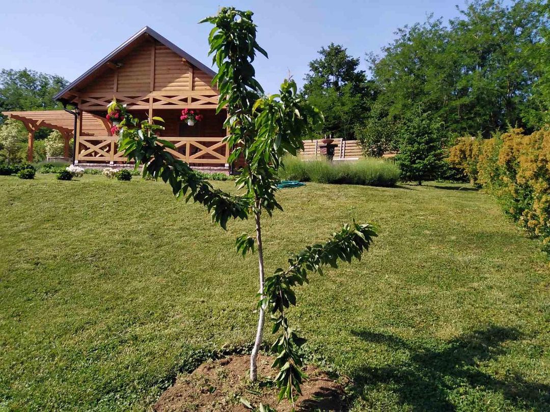 Vikendica Suzane Mančić je pravi raj na zemlji, ovakvu kuću svako želi da ima (FOTO) 7 Prve tresnje na mom placu jos nisu dozrele i ptice su sve pokljucale. To znaci da su dobre i da ce jos bolje biti sledece godine. A sada pravac pijaca