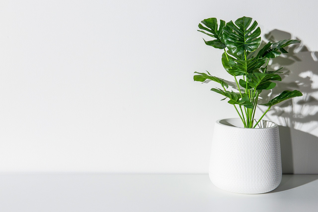 biljka monstera