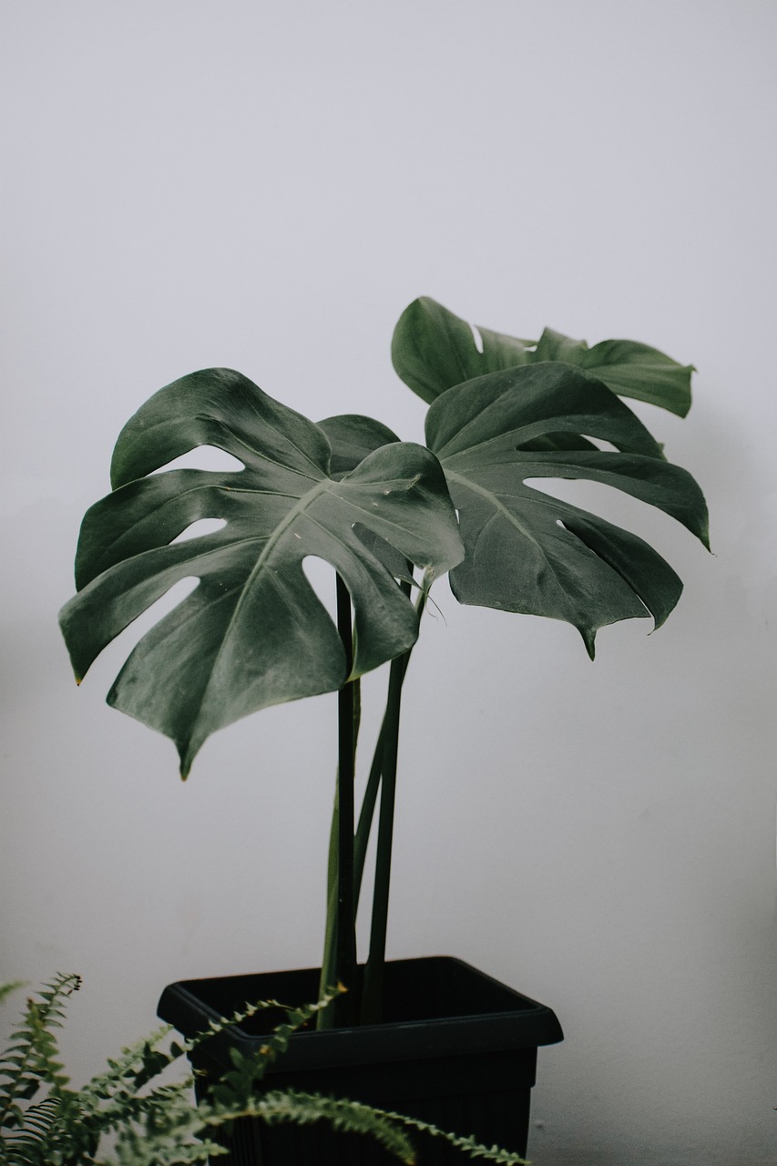 biljka monstera