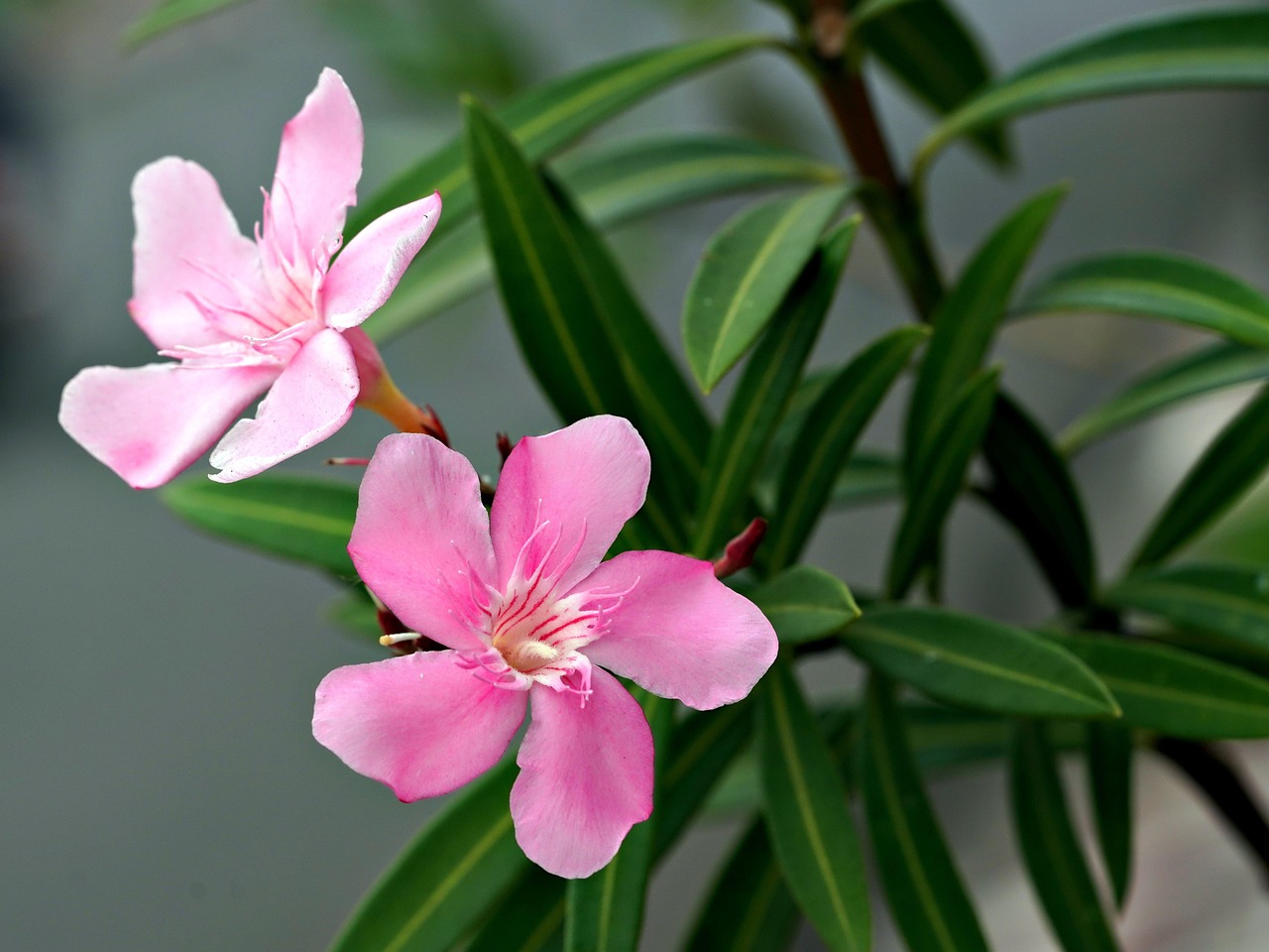 Ove biljke odmah izbacite iz svog doma ako imate decu 7 oleander 7425817 1280