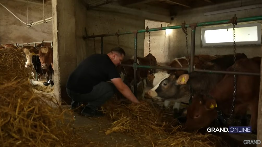 Zvezda Granda poseduje bogatu farmu, danju muze krave, uveče peva (VIDEO) 11 Screenshot 2025 02 11 195349